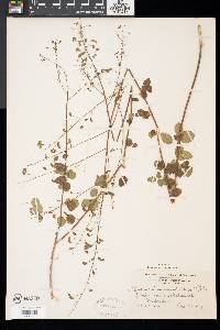 Desmodium marilandicum image