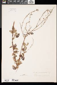 Desmodium marilandicum image