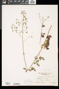 Desmodium marilandicum image