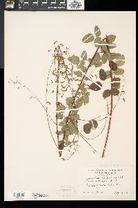 Desmodium marilandicum image