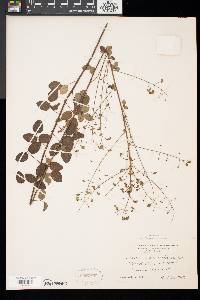 Desmodium marilandicum image