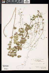 Desmodium marilandicum image