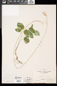 Desmodium marilandicum image