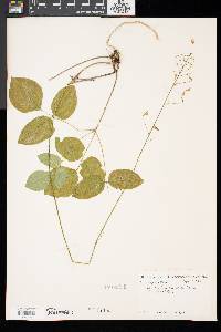 Desmodium marilandicum image