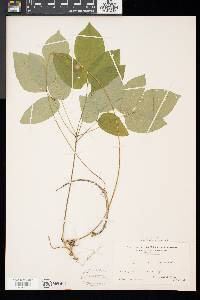 Desmodium marilandicum image