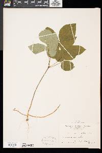 Desmodium marilandicum image