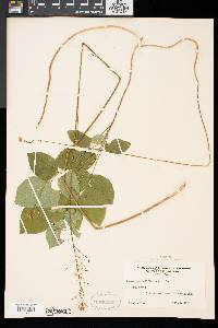 Desmodium marilandicum image