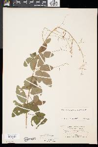 Desmodium glabellum image