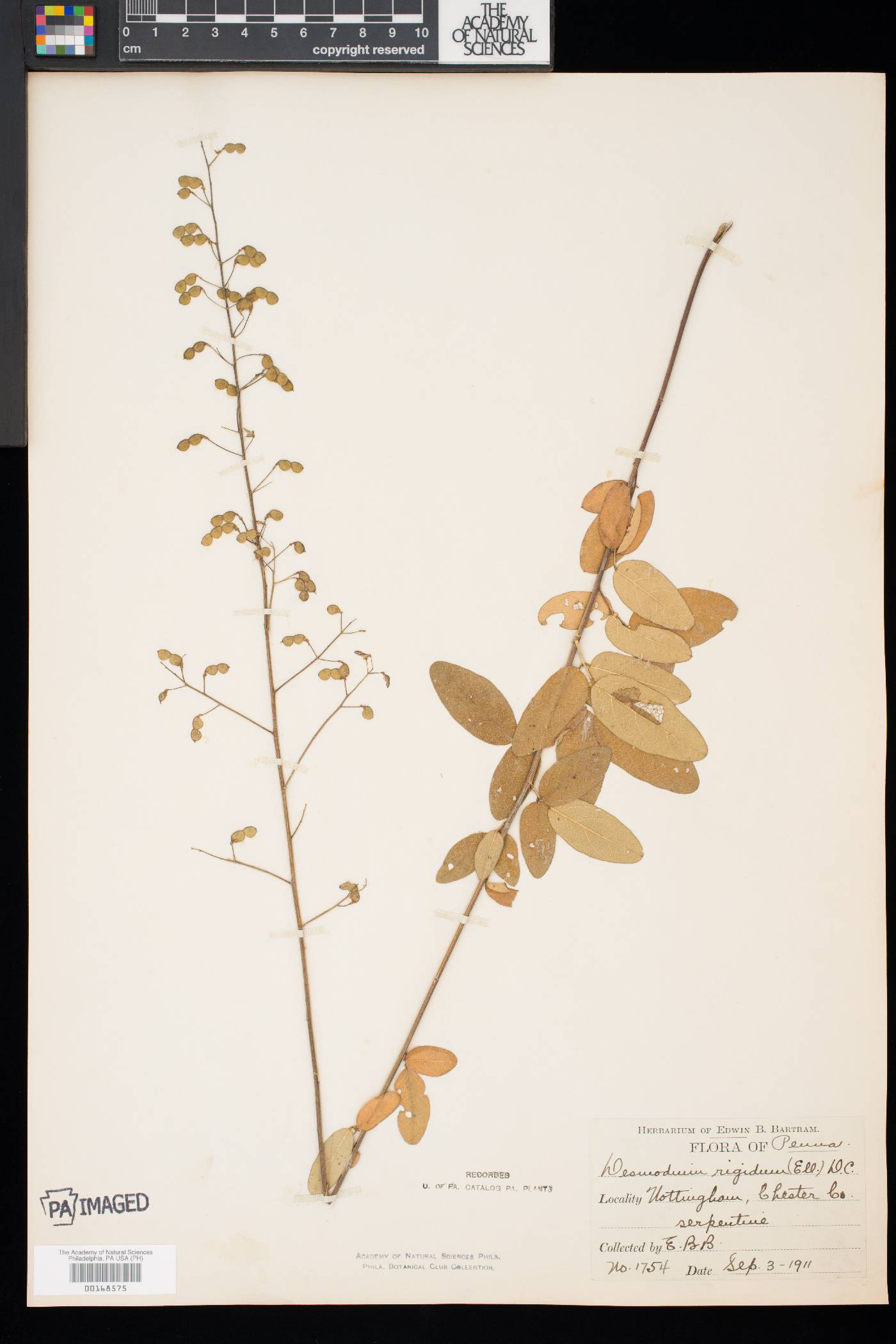 Desmodium obtusum image