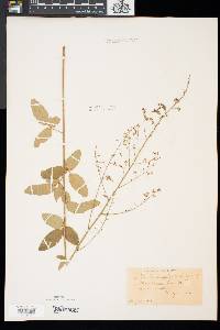 Desmodium obtusum image