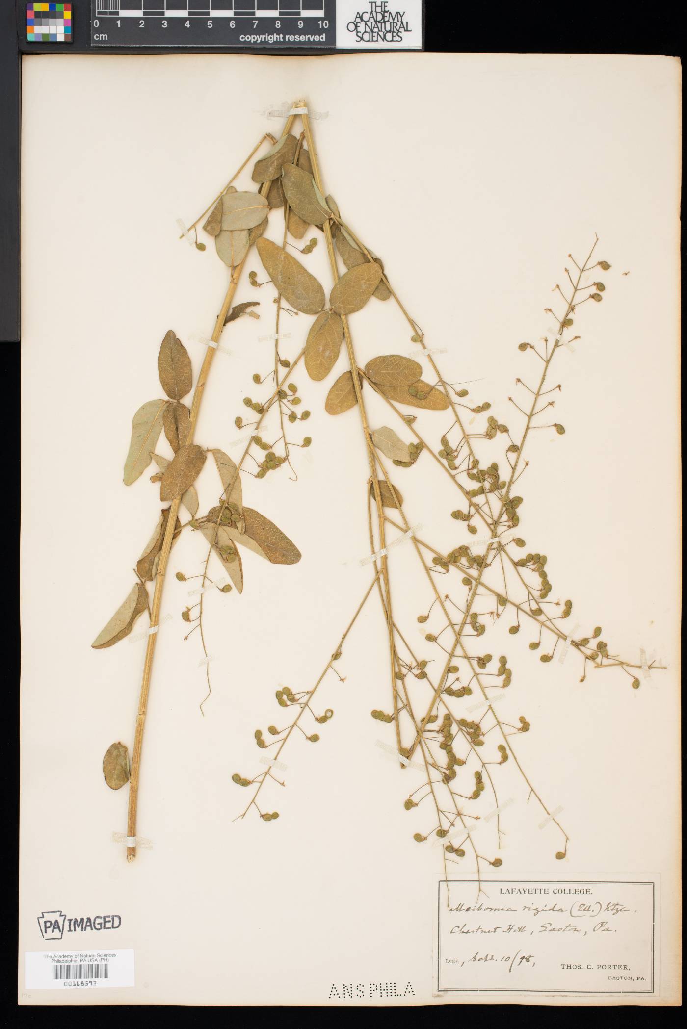 Desmodium obtusum image