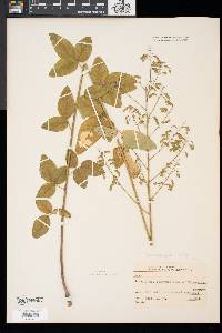 Desmodium obtusum image