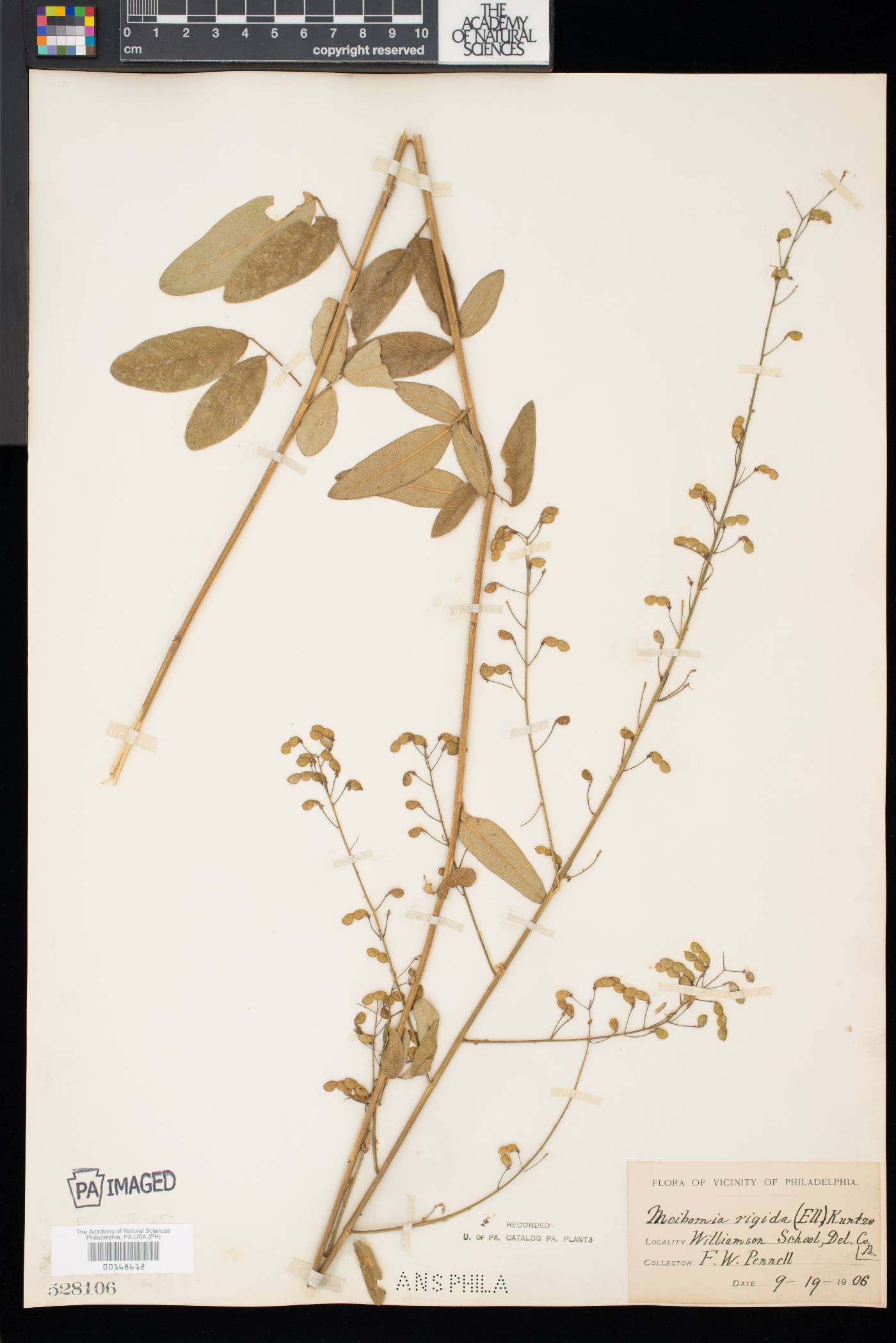 Desmodium obtusum image