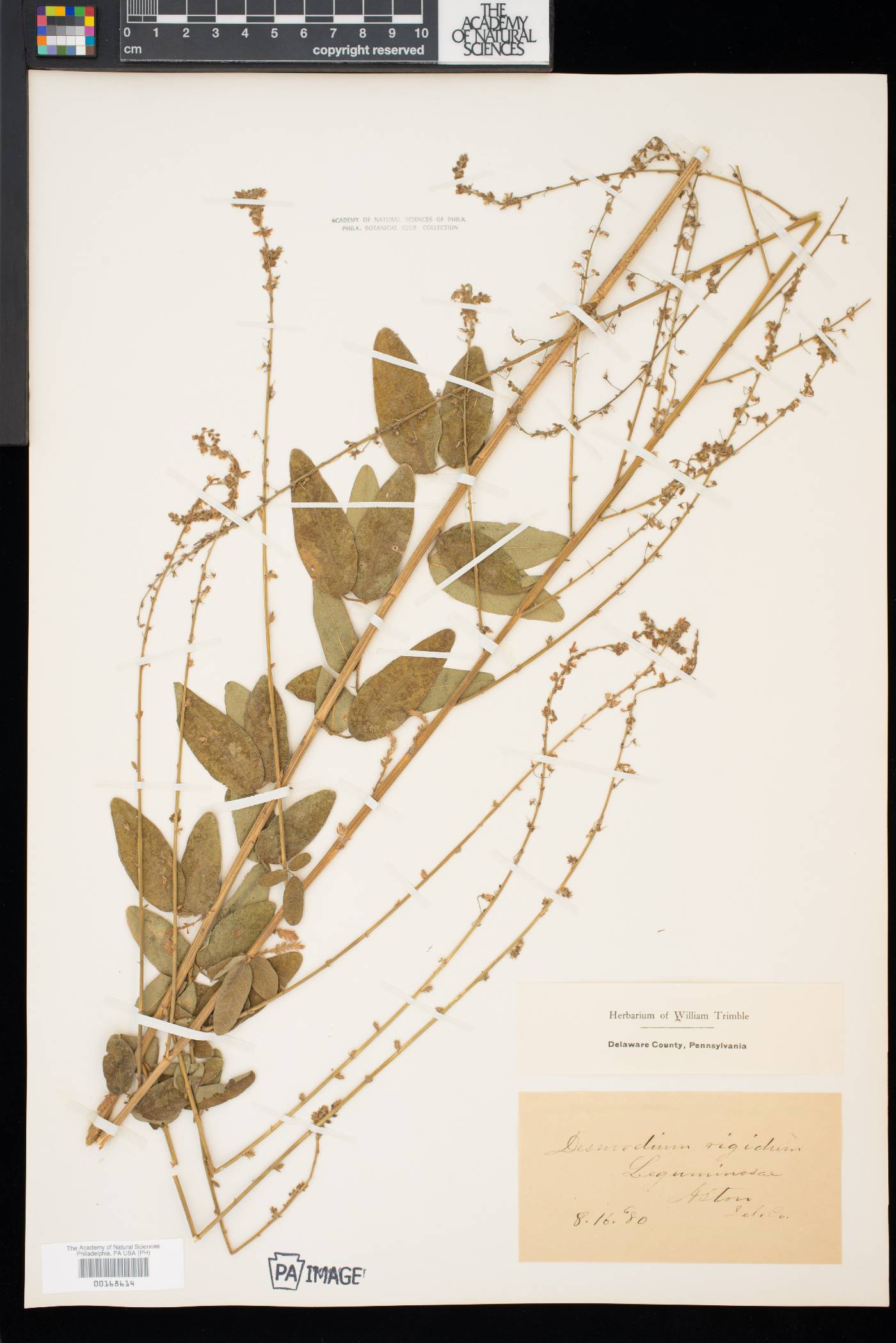 Desmodium obtusum image