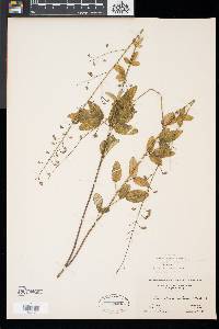 Desmodium rigidum image