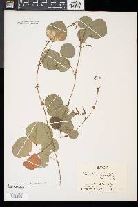 Desmodium rotundifolium image