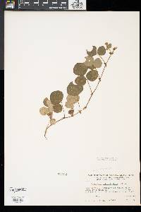 Desmodium rotundifolium image