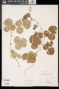 Desmodium rotundifolium image