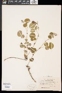 Desmodium rotundifolium image