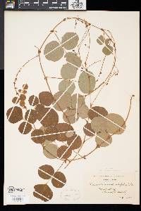 Desmodium rotundifolium image