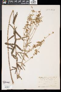 Desmodium sessilifolium image