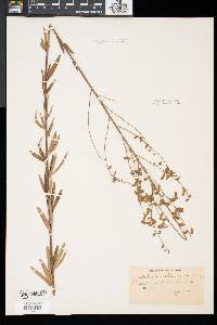 Desmodium sessilifolium image