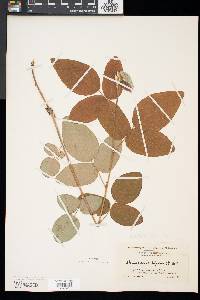 Desmodium nuttallii image