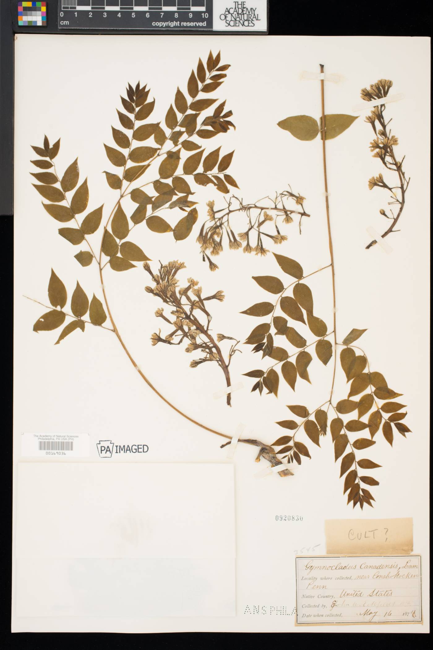Gymnocladus canadensis image