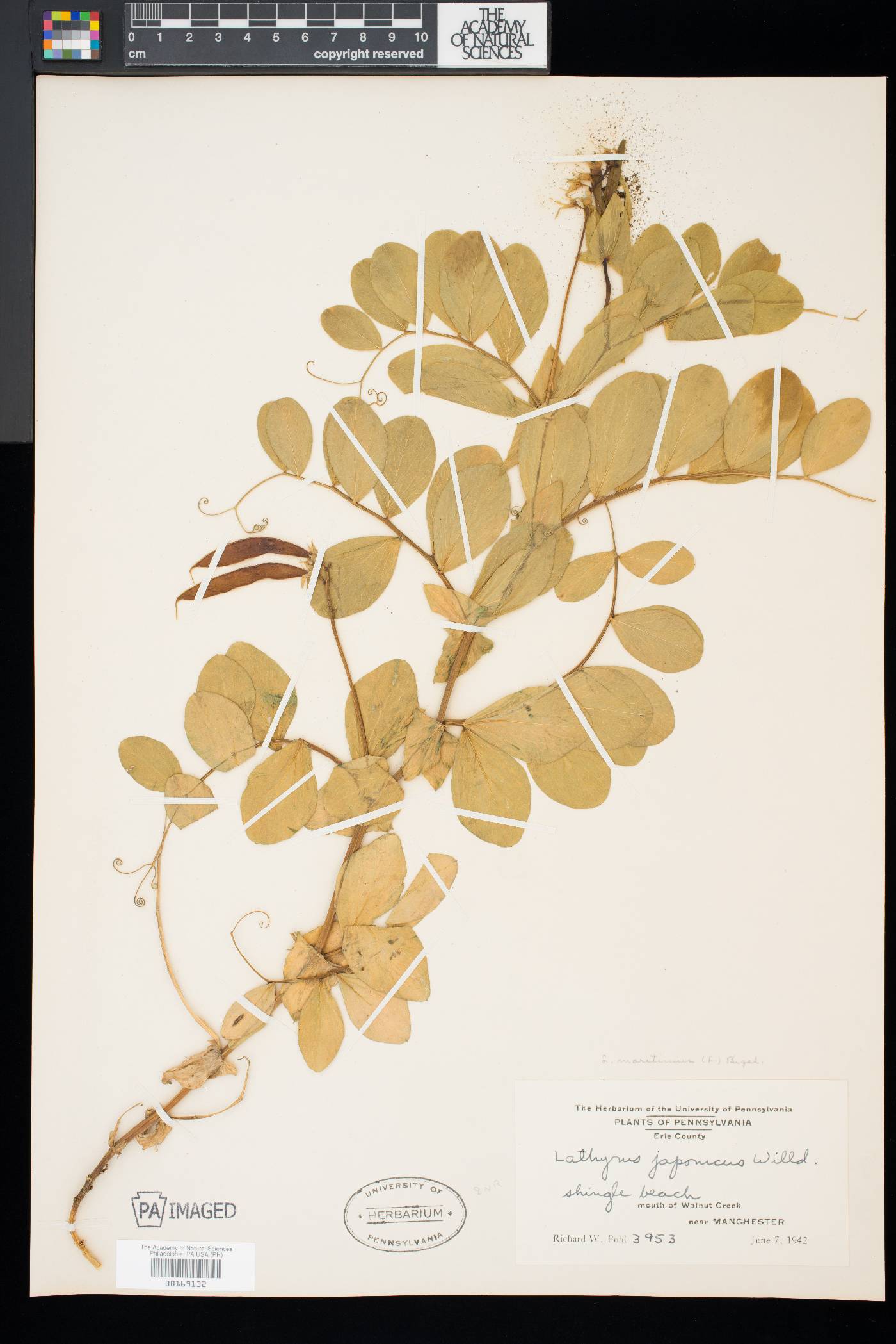Lathyrus maritimus image