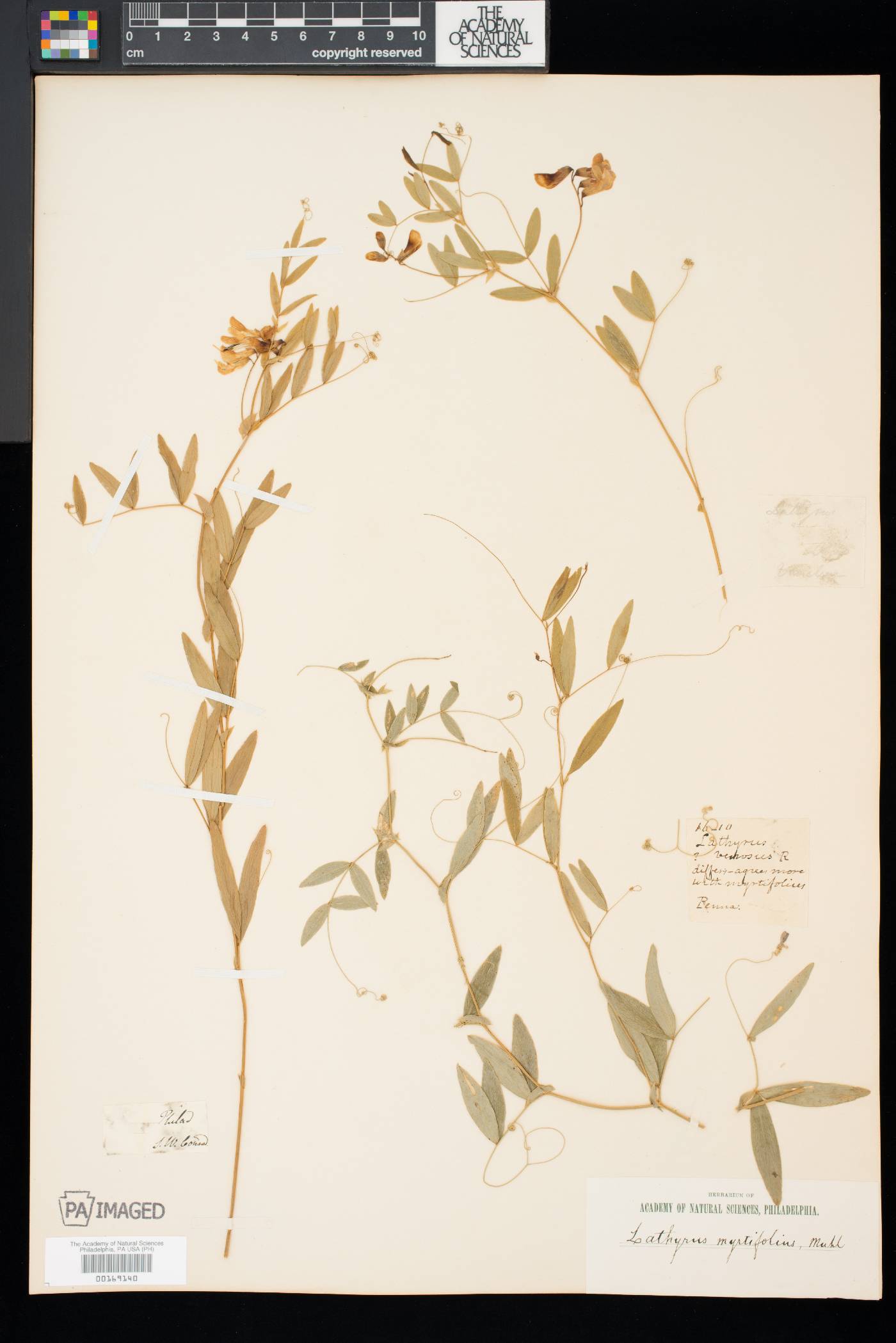Lathyrus myrtifolius image