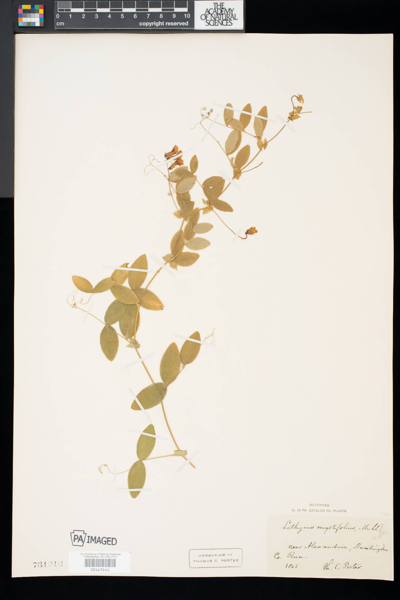 Lathyrus myrtifolius image