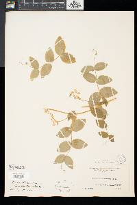 Lathyrus ochroleucus image