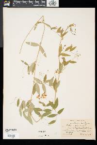 Lathyrus palustris image