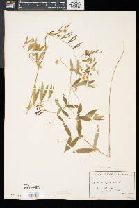 Lathyrus palustris image