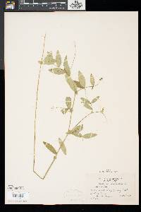 Lathyrus palustris image