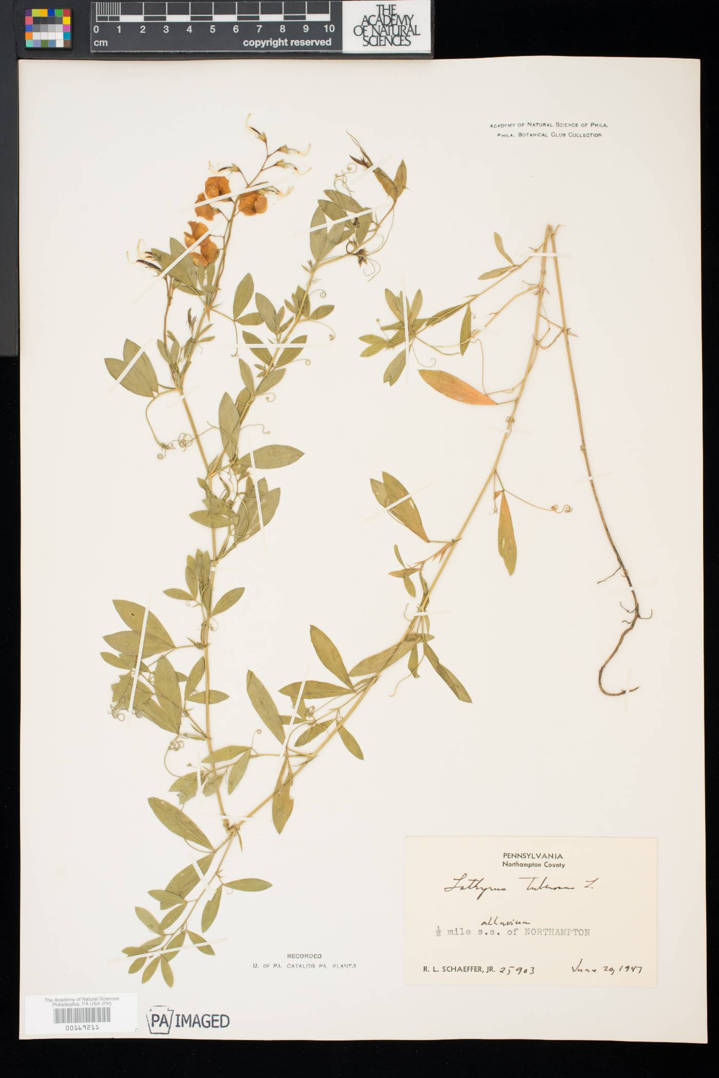 Lathyrus tuberosus image