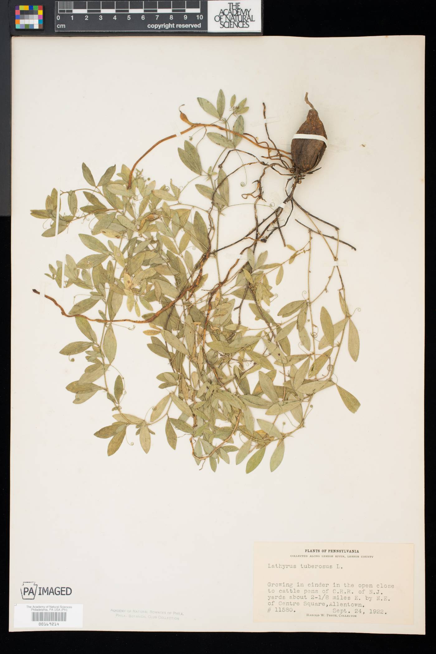 Lathyrus tuberosus image