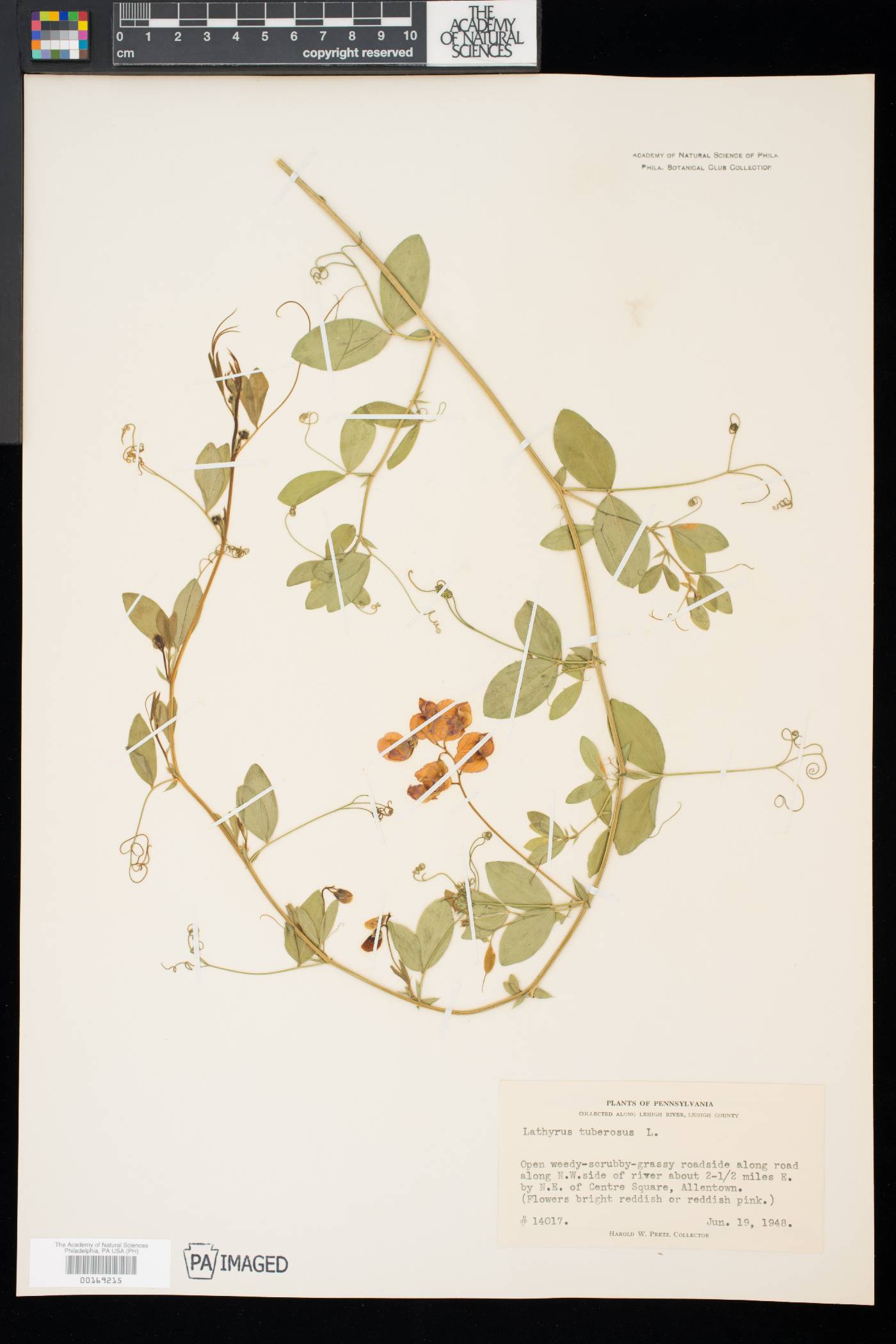 Lathyrus tuberosus image