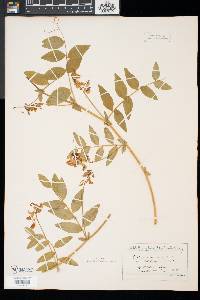 Lathyrus venosus image