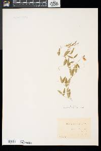 Lathyrus venosus image