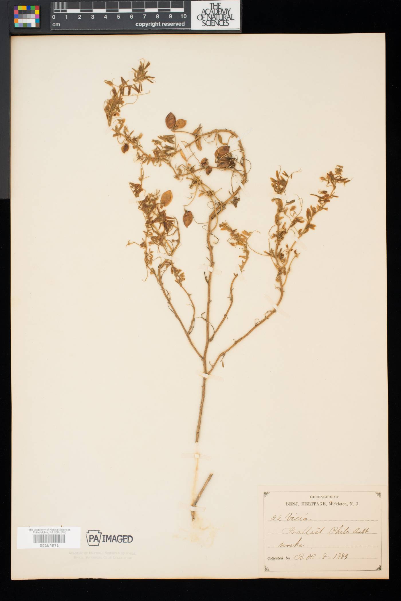 Lens culinaris image