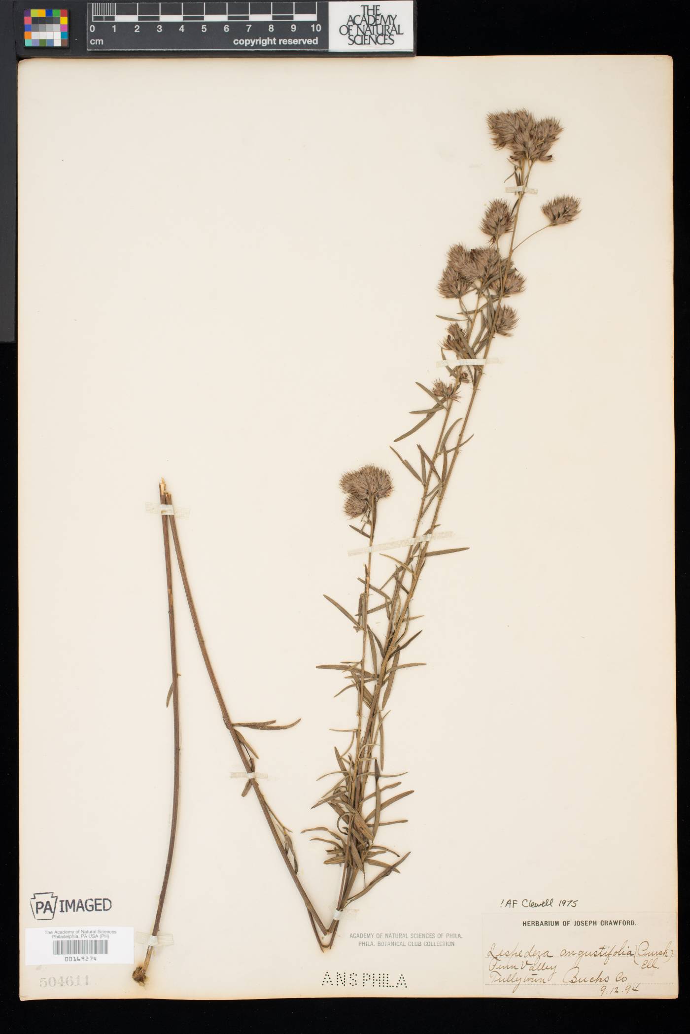 Lespedeza angustifolia image