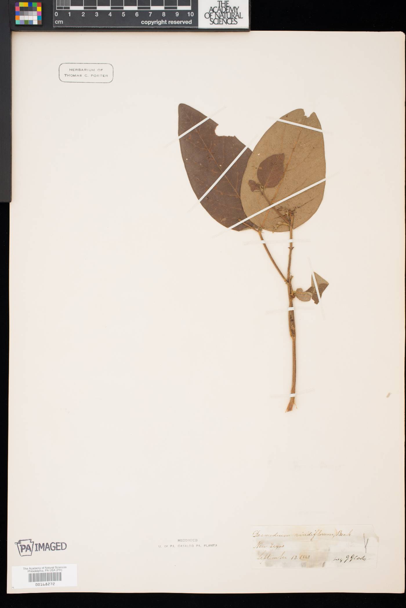 Desmodium nuttallii image