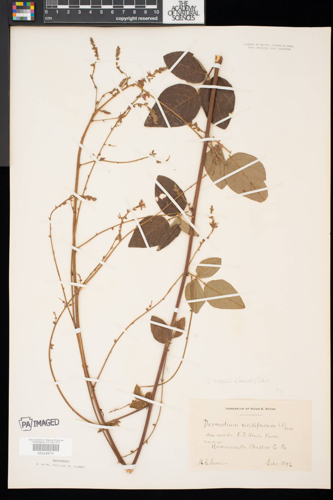 Desmodium nuttallii image