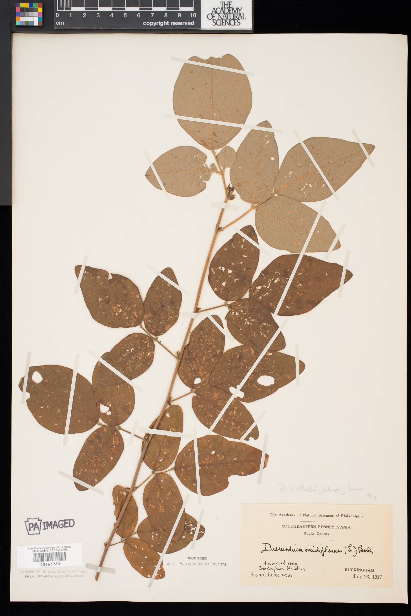 Desmodium nuttallii image