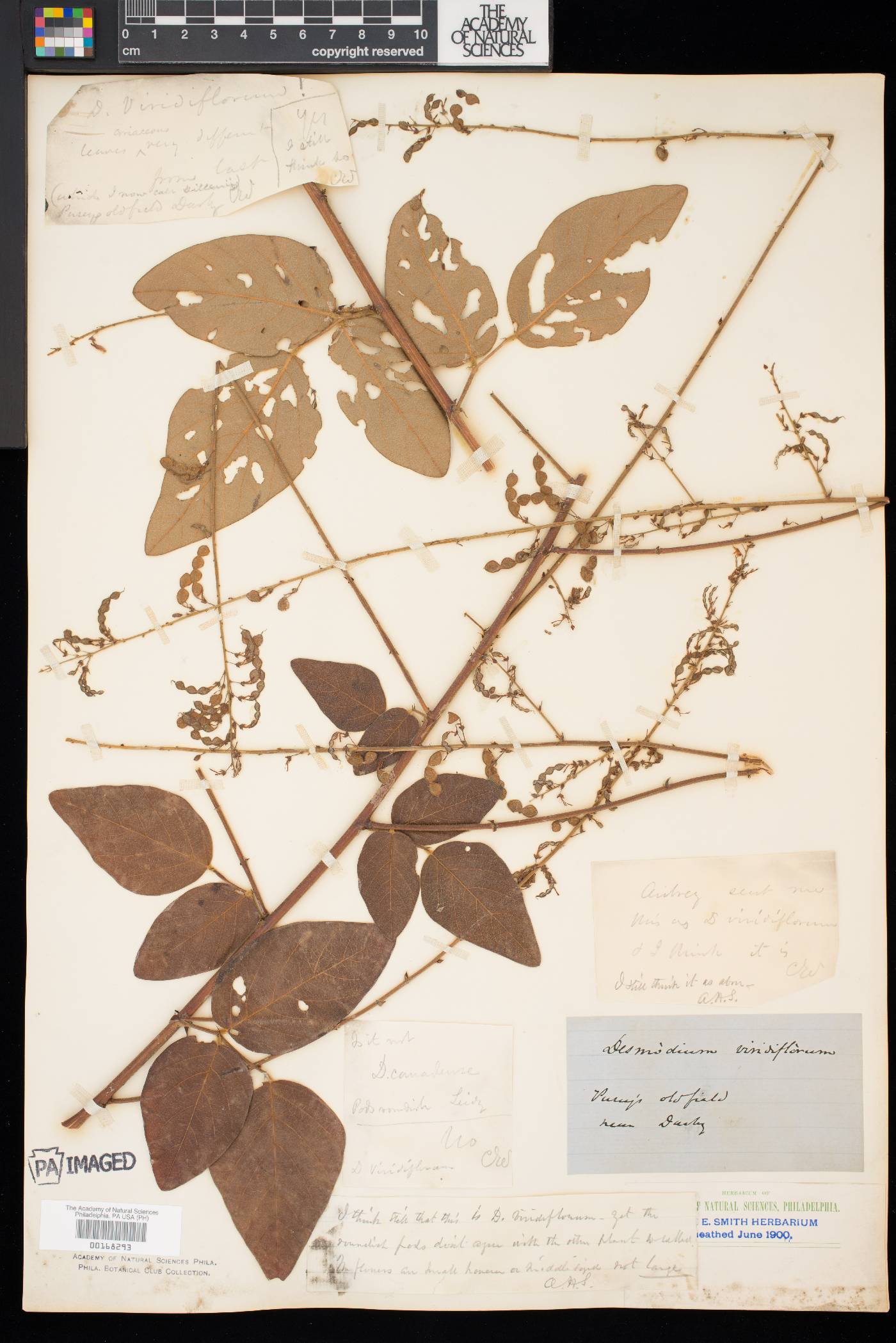 Desmodium nuttallii image