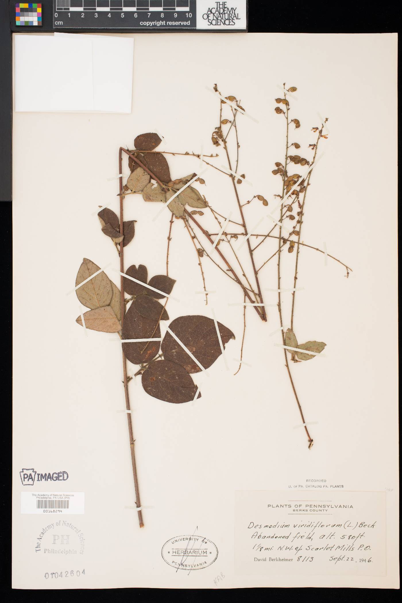 Desmodium nuttallii image