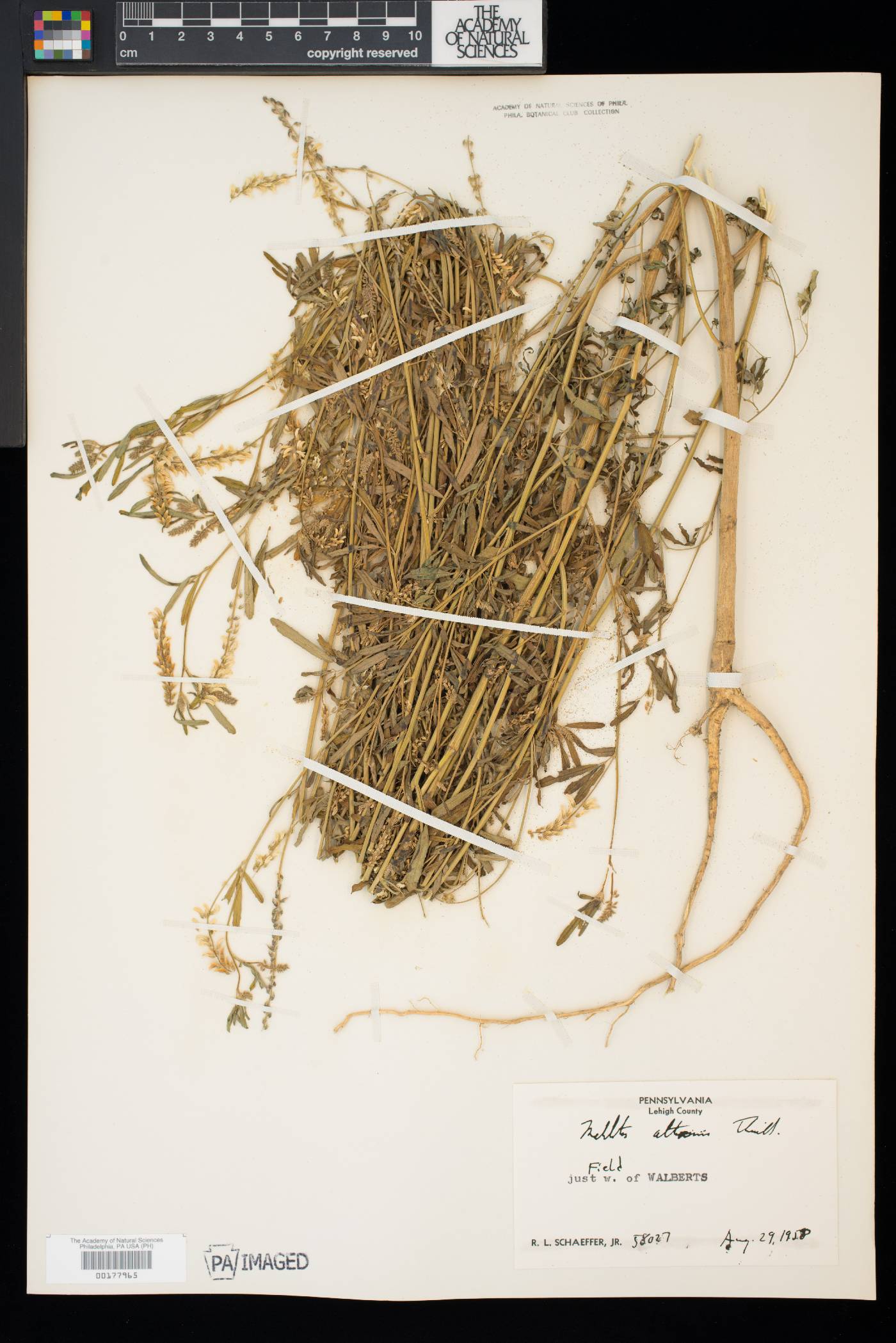 Melilotus altissima image