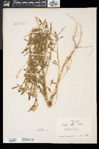 Melilotus altissima image