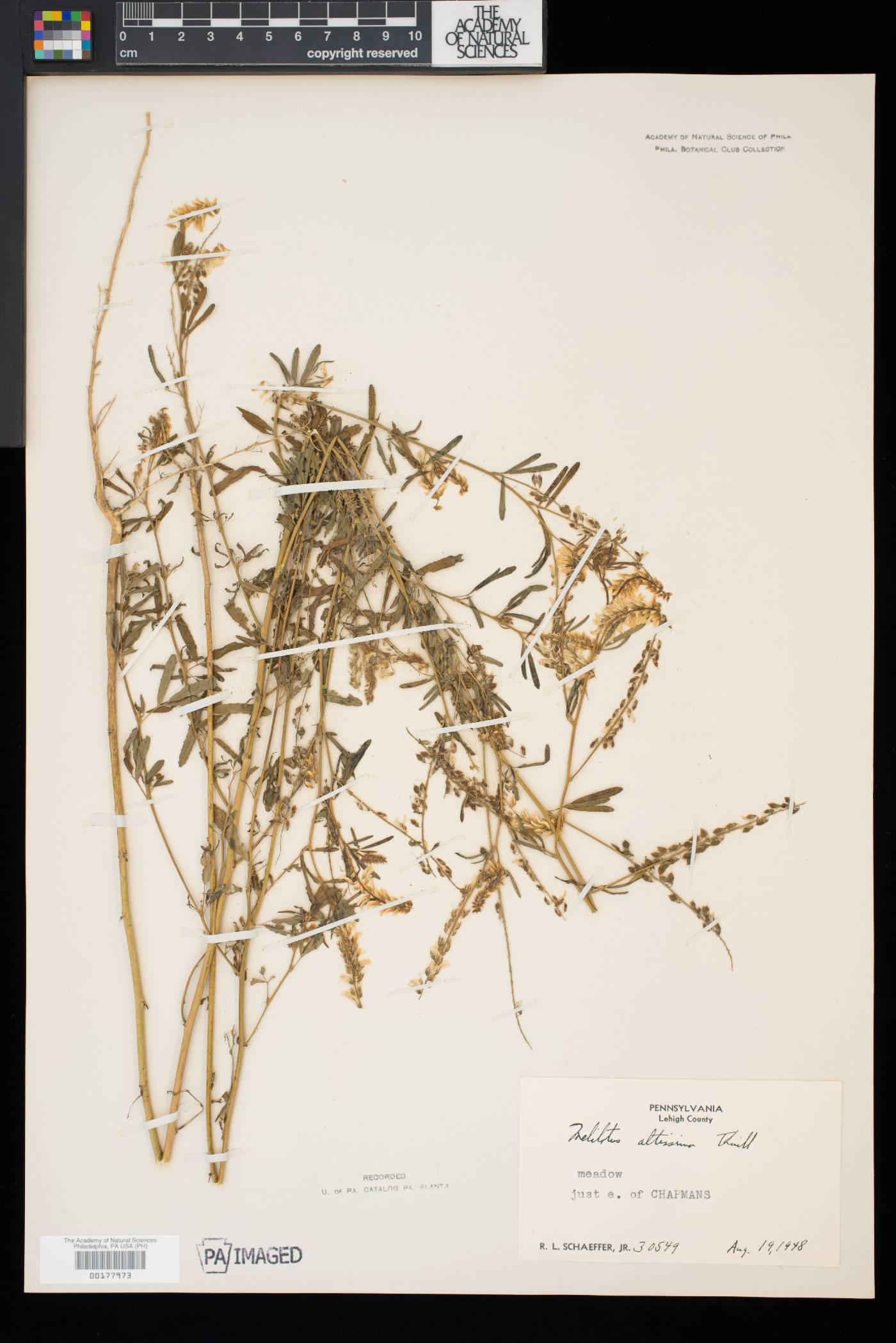 Melilotus altissima image